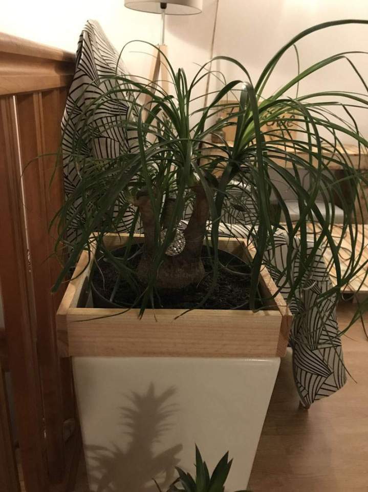 Pot de fleurs en palettes Orléans